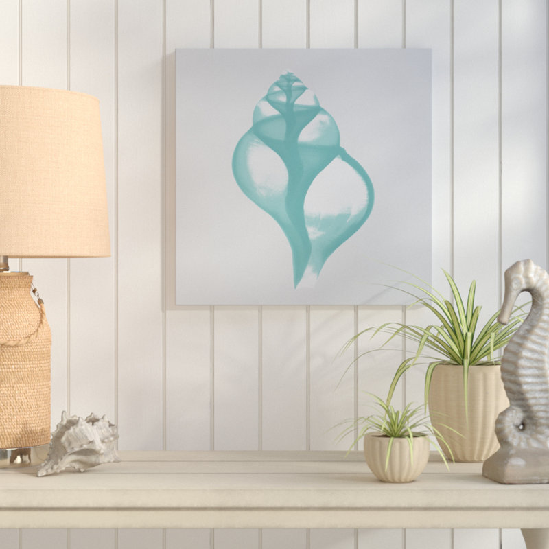Tulip Shell - Wrapped Canvas Print, 30 cm H x 30 cm W
