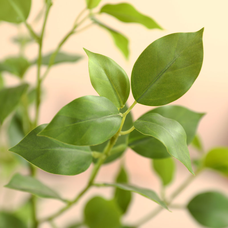 Aniston Faux arbre ficus avec pot rond blanc, plante de ficus Greenry, H 60 po x l 20 po x P 20 po