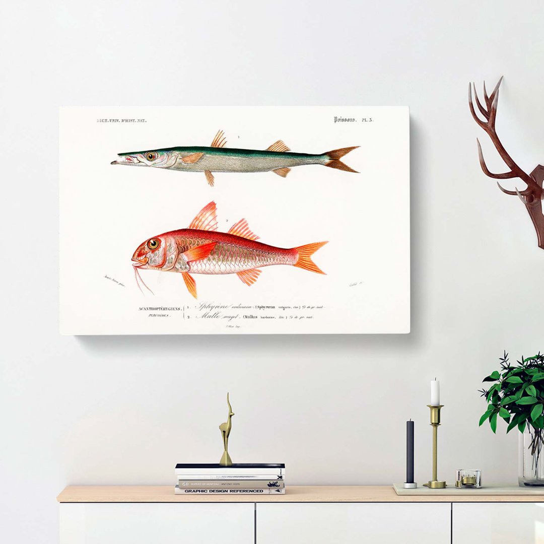 Fish Illustrations PL. 5 by Charles D Orbigny - Wrapped Canvas