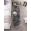 Tapis gris Novelty Vinaya-148395072