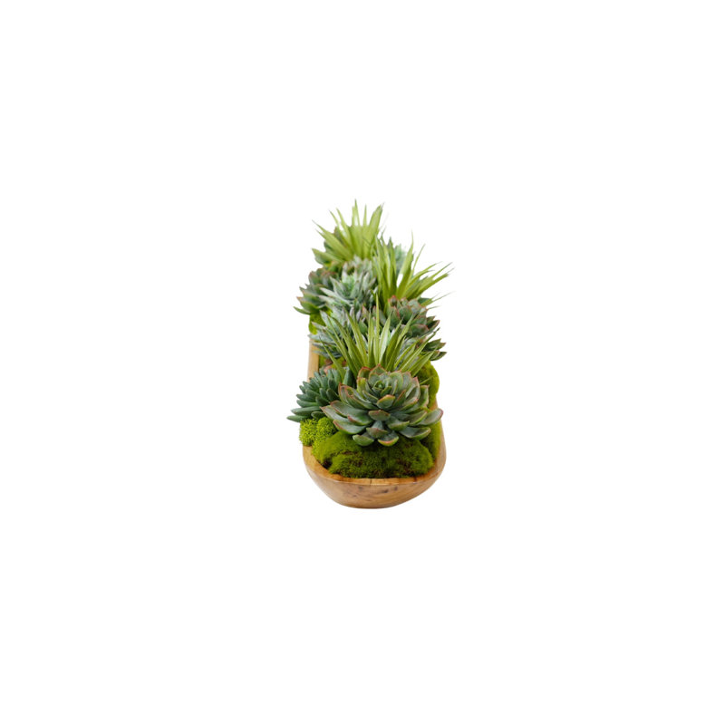 Arrangement de plantes grasses dans un plateau en bois de teck