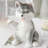 Bright And Soft Ceramic Huskies With Smooth, Exquisite And Beautiful Lines