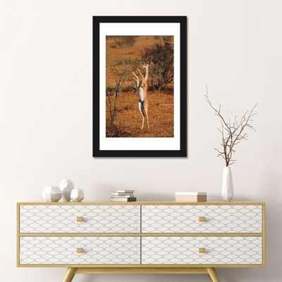 " Gerenuk Standing Up To Browse, Samburu National Park, Kenya " by Hiroya Minakuchi