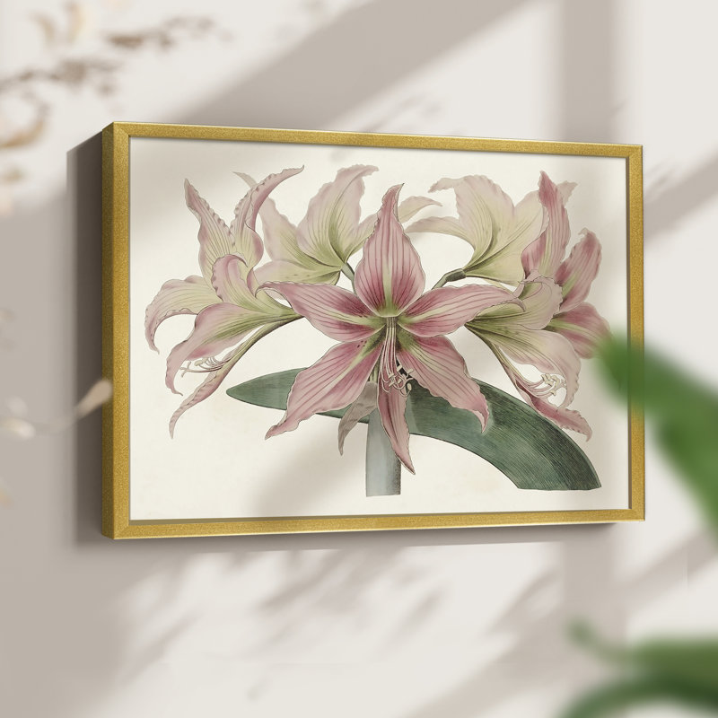 Amaryllis Varietals I - Impression encadrée - Restickable, H 11 po x l 14 po
