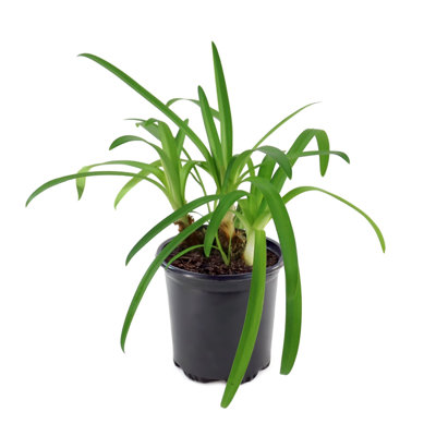 1 gal. Agapanthus (4-Pack)