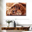 Setter irlandais Brampt-107848943