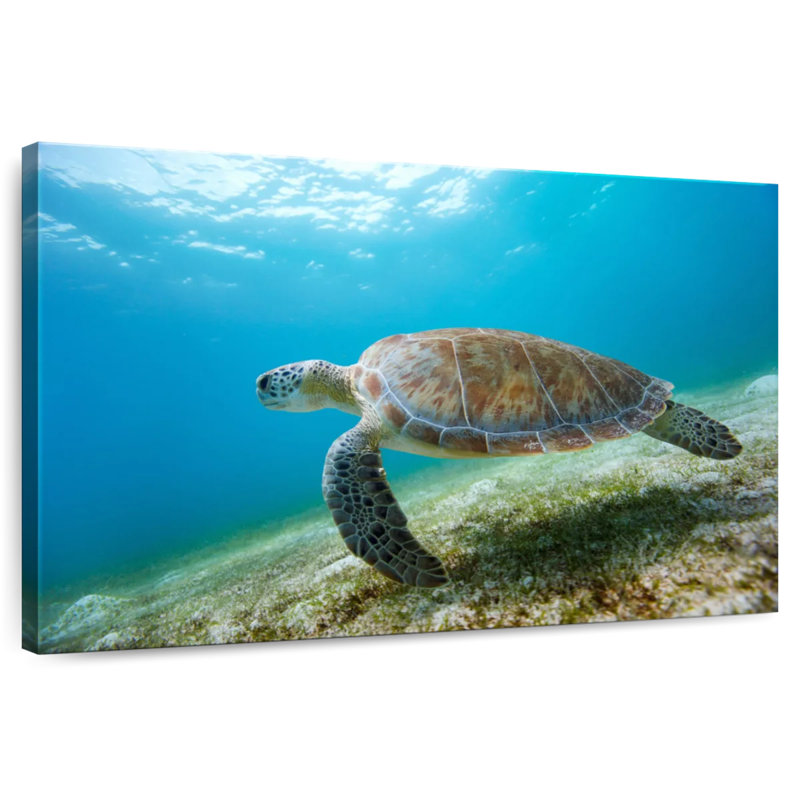 Tortue imbriquée en mouvement, H 24 po x l 36 po
