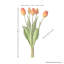 Tige de tulipe douce au toucher-573341041