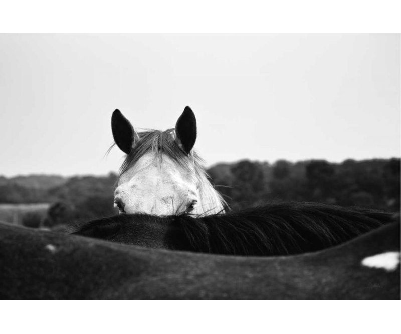 Art sur toile Lark Manor ™ Aledanda, titré: Flirt, H 17 po x l 24 po