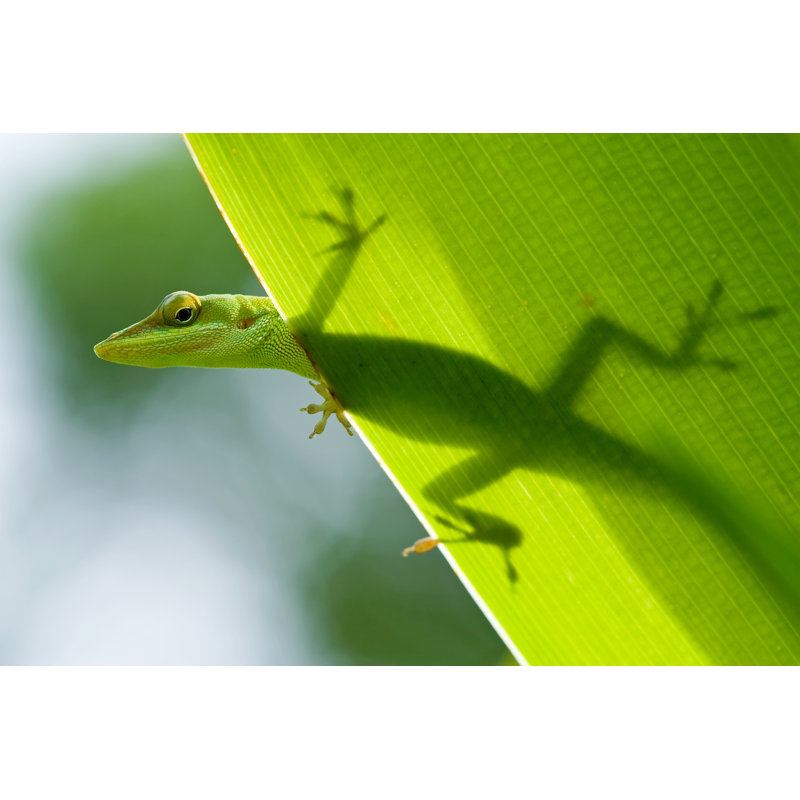 Lizard Silhouette Through Leaf by Dstephens, 12" H x 18" W