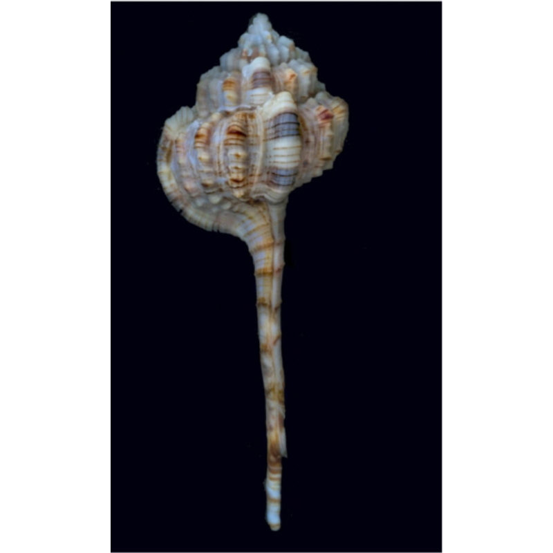 Shell Study I Print by Harold Davis, Outdoor
