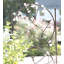 Treillage en fer de style gothique Circle of Birds