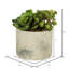Ensemble de succulent plante en pot