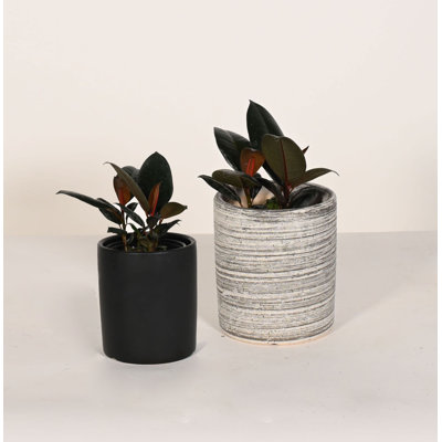 Upshining Live Foliage Plant in Ceramic Pot