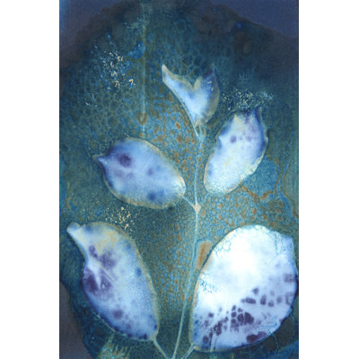 Cyanotype Leaves III by Regina Moore - Wrapped Canvas Print