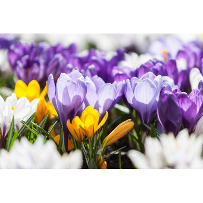 " Crocus Spring Flowers "