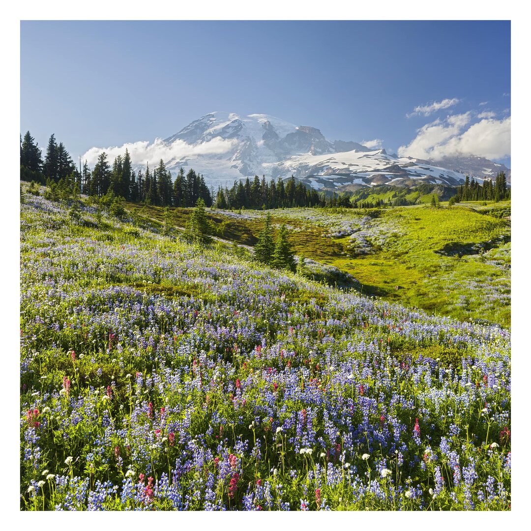 Strukturierte Fototapete Flower Meadow in Front of Mt. Rainer 2,4 m x 240 cm