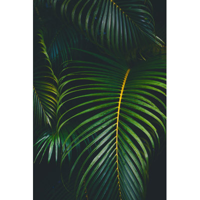 Palm leaves background