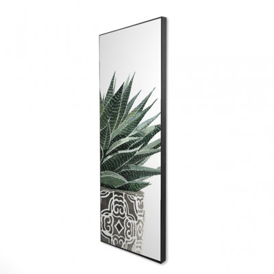 " Zebra Plant Succulent "