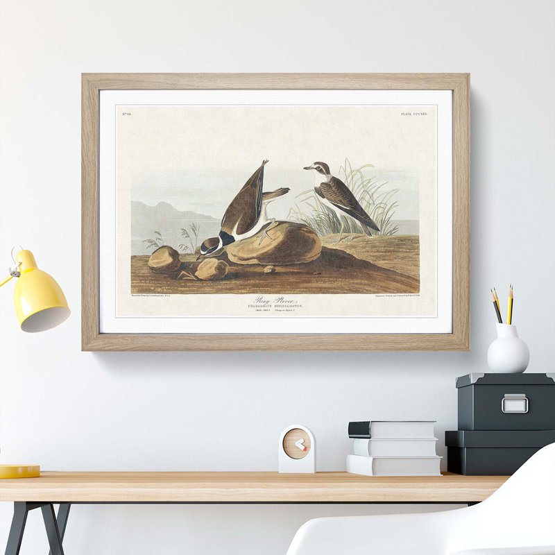 Ring Plover Birds by John Audubon - Picture Frame Painting Print, 27cm H x 36cm W x 2cm D, Oak Framed