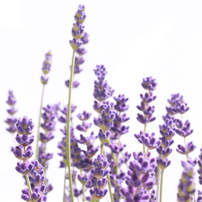 «Purple Lavender 1» par Anita & Isabella Jantz, reproduction sur toile tendue