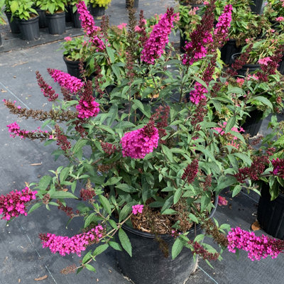 Primrue Live Flowering Plant in Plastic Pot