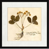 Pressed Botanical 5 Print