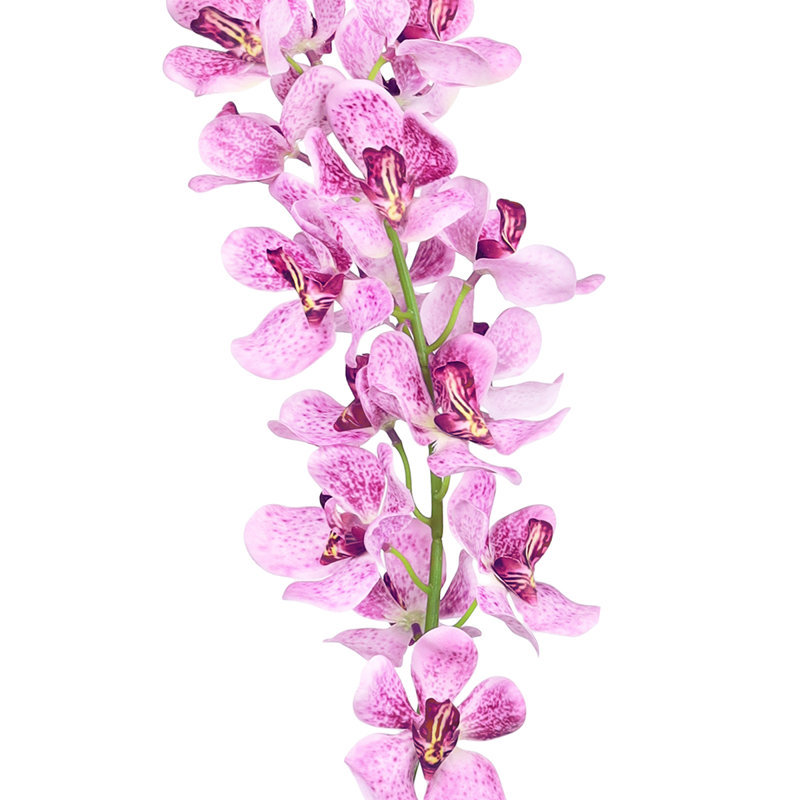 Tiges d'orchidées, Lavande