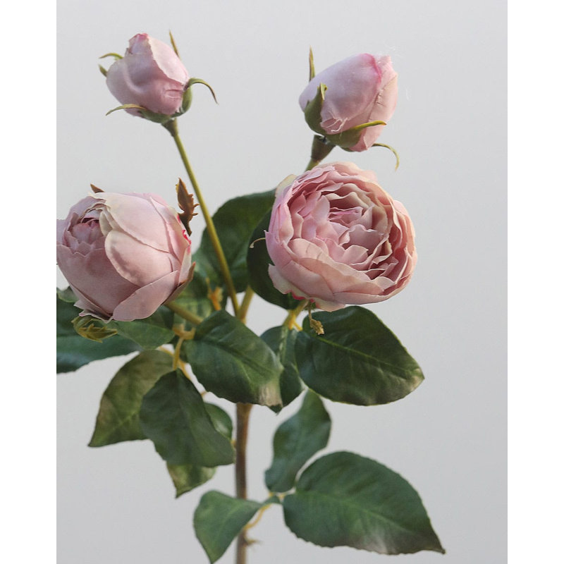 Rose anglaise mauve 23 po