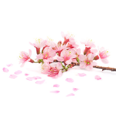 Pink Cherry Blossom - Wrapped Canvas Print