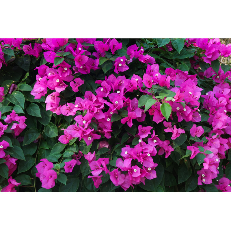 Petit bougainvillée sur toile par Khlongwangchao, photographie, H 8 po x l 12 po x P 1,25 po