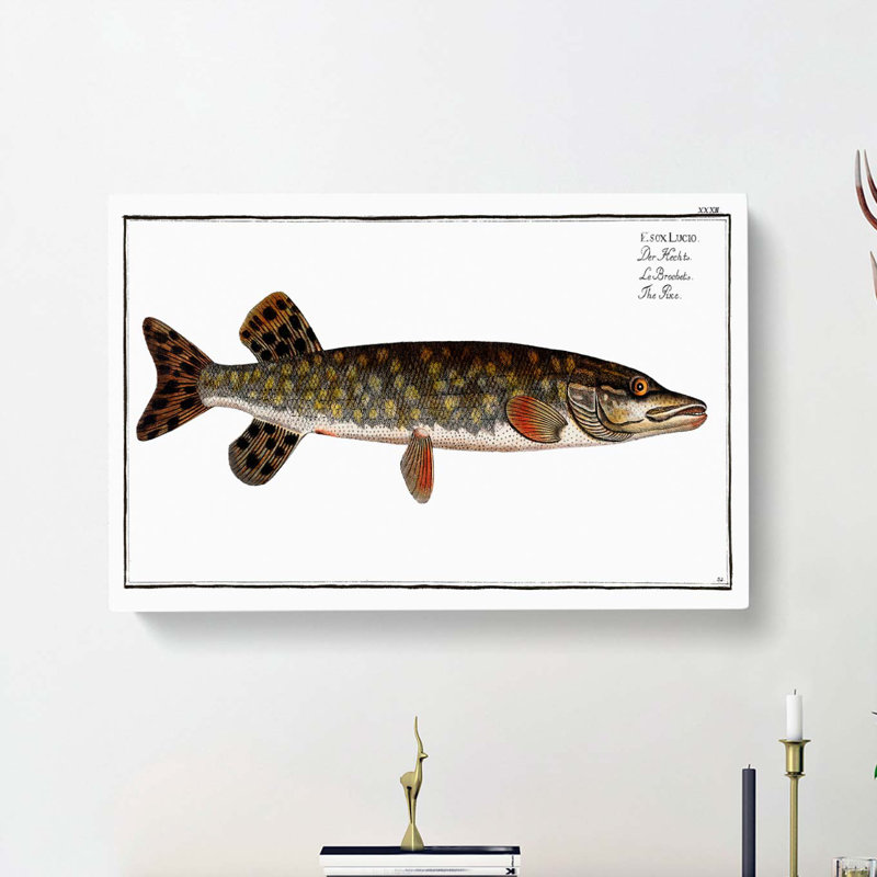 Pike Fish by M.E. Bloch - Wrapped Canvas, 35cm H x 50cm W x 3cm D