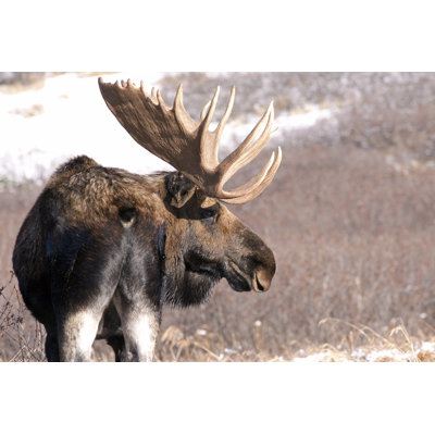 Morrone " Monarch Bull Moose "