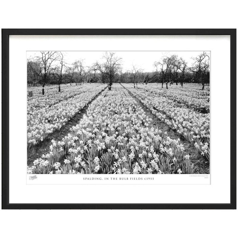 Spalding, In The Bulb Fields C1955 by Francis Frith - Single Picture Frame Print, 40cm H x 50cm W x 2.3cm D