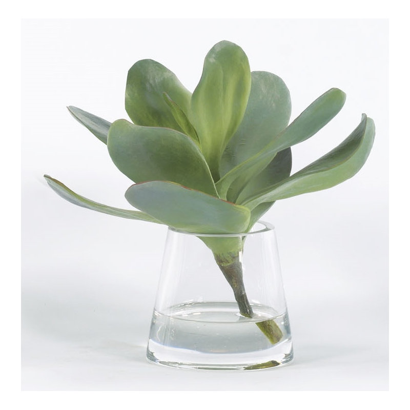 Plante grasse dans un vase en verre