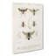 Insect Illustrations PL. 5 by Charles D Orbigny - Wrapped Canvas-55363068