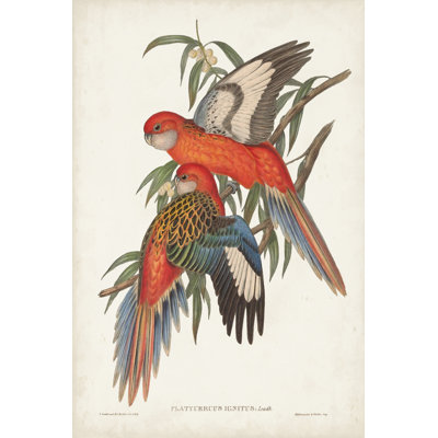 Perroquets tropicaux I
