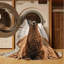  Tapis lavable Guanaco-1407106098