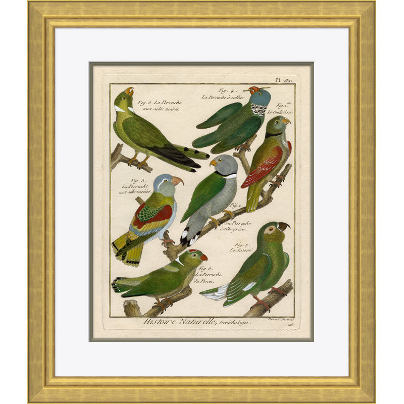 18th Century Parakeet Engravings Giclee Print by Soicher Marin Archives