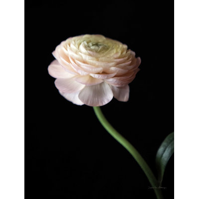 " Single Ranunculus III "