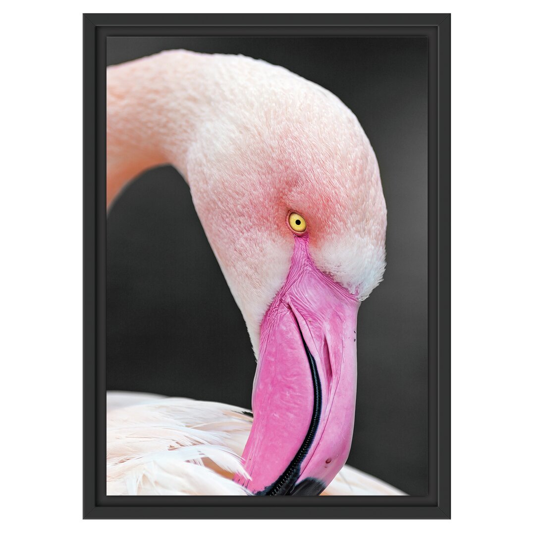 Gerahmtes Wandbild Flamingo putzt sein Gefieder