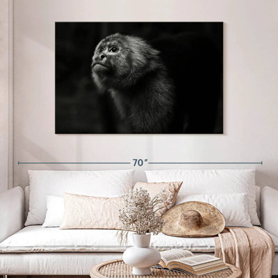 Brampt Capuchin Monkey