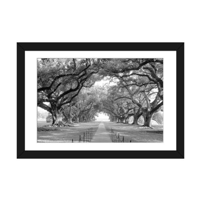 " Brick Path Through Alley Of Oak Trees, Louisiana, New Orleans, USA (Black And White) I " by Panoramic Images