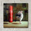 «Gym Rat» par Lucia Heffernan-102456052