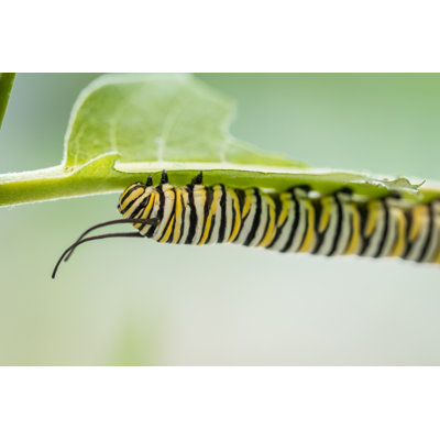 " Caterpillar "