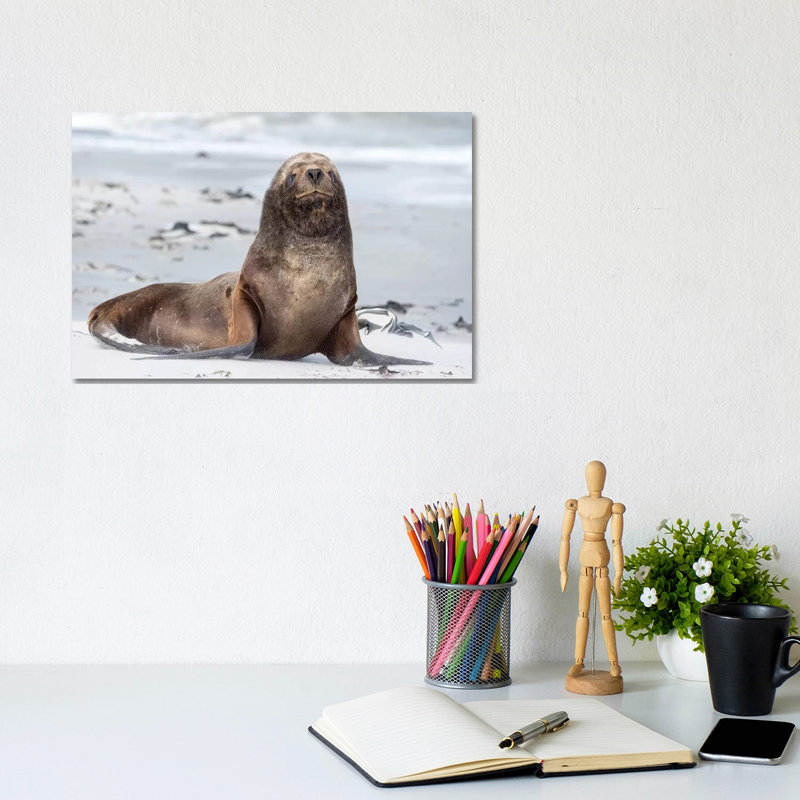 Young South American Sea Lion Bull On Sandy Beach. South America, Falkland Islands. by Martin Zwick - Wrapped Canvas Print