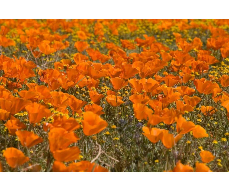 Art sur toile tendue par Latitude Run® Peterson, Lee, California Poppies I, H 17 po x l 24 po