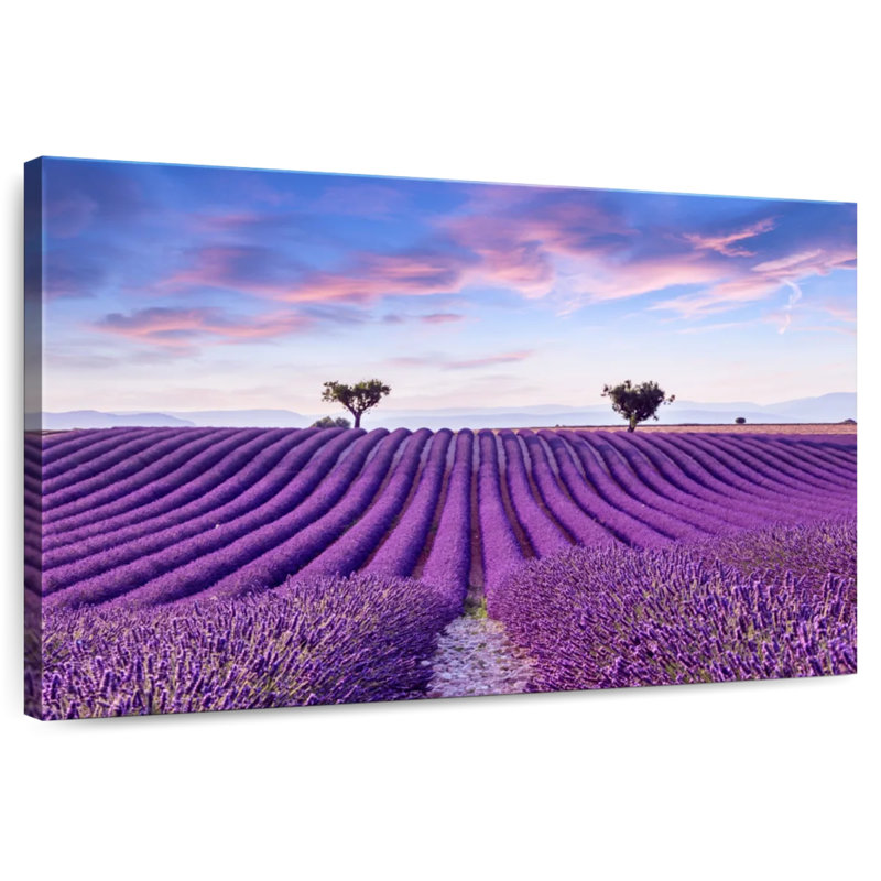 Alvord Valensole Lavender Fields, 24" H x 36" W