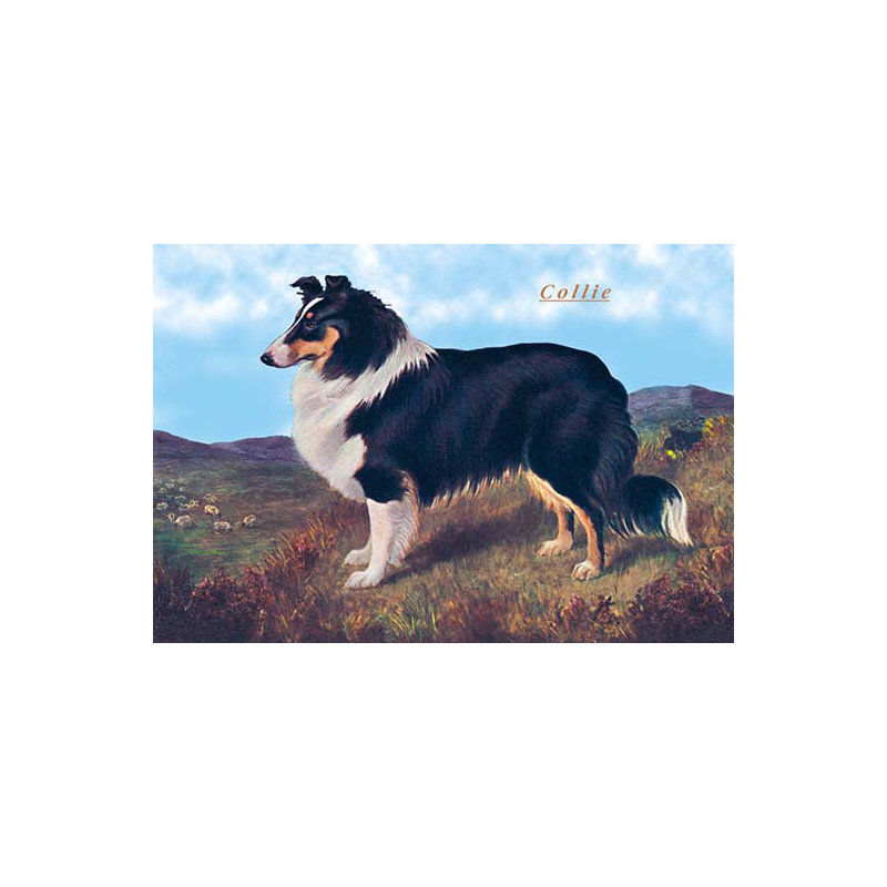 Collie de reverend hamilton