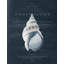 Conchology Buccinum Print by Porter Design